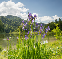 fileadmin/roha/images_galerie/Baum-natur-garten/Natur-Wildblumen-Landschaft/REIT-IM-WI-WEITS-0020-D-roha-Reit-im-Winkl-Weitsee-Wasser-See-Iris.png