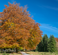 fileadmin/roha/images_galerie/Baum-natur-garten/Baeume/BAUM-WALD-HERB-0009-D-roha-Baum-Herbst-Wald-Buche-Weg-Ramsau.png