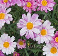 fileadmin/roha/images_galerie/Baum-natur-garten/Gaertnerei/BL-GAERTN-MARG-0002-D-roha-Blumen-Gaertnerei-Margerite-Strauchmargerite-_Argyranthemum-frutescens.jpg