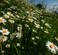 fileadmin/roha/images_galerie/Baum-natur-garten/Natur-Wildblumen-Landschaft/BL-WIESE-SAAL-LEU-0003-D-roha-Blumenwiese-Margerite-Leustetten.png