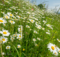 fileadmin/roha/images_galerie/Baum-natur-garten/Natur-Wildblumen-Landschaft/BL-WIESE-SAAL-LEU-0003-D-roha-Blumenwiese-Margerite-Leustetten.png