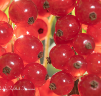 fileadmin/roha/images_galerie/Baum-natur-garten/Gemuese-Garten-Kraeuter-neu/GAR-BEER-JOHANN-0001-06-D-roha-Garten-Beerenobst-Johannisbeeren.png