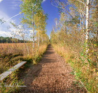 fileadmin/roha/images_galerie/orte_landschaft/Petting/Schoenramer-Moor/PE-SCHOENR-MOOR-0003-4-D-roha-Petting-Schoenramer-Moor-Weg-Herbst-Birke.png