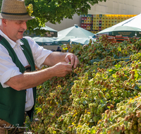 fileadmin/roha/images_galerie/kulinarisch/Wieninger/WIENINGER-HOPF-FEST-2023-1539-01-D-roha-Wieninger-Hopfenzupferfest.png