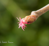 fileadmin/roha/images_galerie/Baum-natur-garten/Baeume/BAUM-HASELN-0004-01-D-roha-Baum-Strauch-Haselnuss-Bluete-weiblich-Corylus-avellana.png