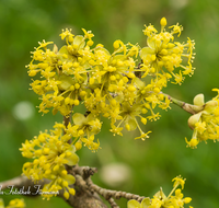 fileadmin/roha/images_galerie/Baum-natur-garten/Baeume/BAUM-KORNEL-0001-D-roha-Baum-Strauch-Kornelkirsche-Cornus-Mas-gelb.png