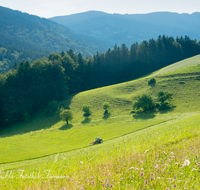 fileadmin/roha/images_galerie/Landwirtschaft/LANDW-EXPON-FUER-0004-D-roha-Landwirtschaft-exponiert-Anger-Fuermannalm-Maehen-Blumenwiese.png