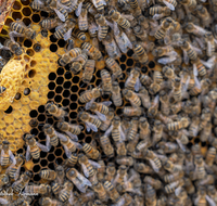 fileadmin/roha/images_galerie/Tiere/TIE-BIEN-0012-01-D-roha-Insekten-Honig-Biene-Wabe-Apis-mellifera-Koenigin-Weisel.png