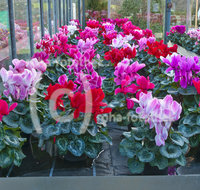 fileadmin/roha/images_galerie/Baum-natur-garten/Gaertnerei/BL-GAERTN-WEIH-0007-D-roha-Blumen-Alpenveilchen-Cyclamen-persicum-Gaertnerei-Blumenschmuck-Weihnachten.jpg