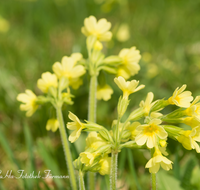 fileadmin/roha/images_galerie/Baum-natur-garten/Natur-Wildblumen-Landschaft/BL-SCHLUESS-0011-D-roha-Blumen-Schluesselblume-gelb-Fruehling-Primula-veris.png