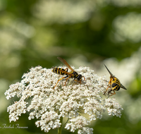 fileadmin/roha/images_galerie/Tiere/Insekten/BL-WIESE-UF-MOE-0018-D-roha-Blumenwiese-Wilde-Moehre-Daucus-carota-subsp-Wespe.png