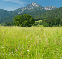 fileadmin/roha/images_galerie/orte_landschaft/Anger/Anger/Anger-Landschaft/LANDS-ANG-0050-D-roha-Landschaft-Anger-Hochstaufen-Blumenwiese.png