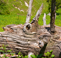 fileadmin/roha/images_galerie/Baum-natur-garten/Baeume/BAUM-TOTH-0002-D-roha-Baum-Totholz-Nationalpark-Berchtesgaden-Bindalm.png