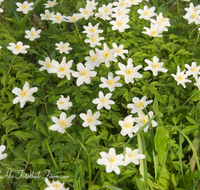 fileadmin/roha/images_galerie/Baum-natur-garten/Natur-Wildblumen-Landschaft/BL-BUSCHW-0006-D-roha-Blumen-Buschwindroeschen-Anemone-nemorosa-weiss.png