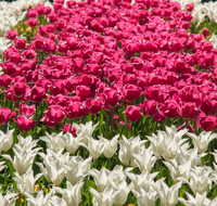 fileadmin/roha/images_galerie/Baum-natur-garten/Blumengarten-Blumen/BL-HAUSG-TULP-0029-D-roha-Hausgarten-Blumen-Tulpen-Tulipa-Fruehling-Kurgarten.png