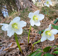 fileadmin/roha/images_galerie/Baum-natur-garten/Natur-Wildblumen-Landschaft/BL-SCHNEERO-0018-D-roha-Blumen-Schneerose-Fruehling-Helleborus-niger.png