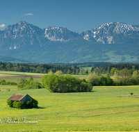 fileadmin/roha/images_galerie/orte_landschaft/Haarmoos/HAARM-0034-04-D-roha-Abtsdorf-Haarmoos-Zwiesel-Stadel-Fruehling-Blumenwiese-Hochstaufen-Zwiesel.png