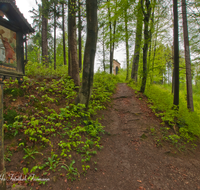 fileadmin/roha/images_galerie/orte_landschaft/Palling/KKKM-PALL-KR-0003-D-roha-Kreuzweg-Station-Palling-Christus-Buche-Wald-Kalvarienberg-Weg.png