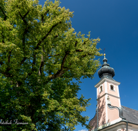 fileadmin/roha/images_galerie/orte_landschaft/Waging/WAG-MUEHLB-0033-D-roha-Waging-Muehlberg-Kirche-Linde-Baum-Zwiebelturm.png