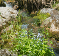 fileadmin/roha/images_galerie/wasser/WAS-WILDB-KIRCH-TAL-0005-D-roha-Wasser-Wildbach-Kirchental-St-Martin-b-Lofer.png