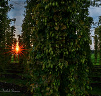 fileadmin/roha/images_galerie/kulinarisch/Wieninger/WIENINGER-HOPF-SON-3-1928-D-M-H-roha-Wieninger-Hopfen-Sonnenuntergang.png