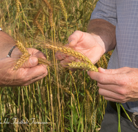 fileadmin/roha/images_galerie/Landwirtschaft/WIENINGER-LANDW-0006-D-roha-Wieninger-Brauerei-Landweizen-Aehre-Hand-Landwirtschaft.png