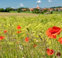 fileadmin/roha/images_galerie/Hintergrund-Download/1600x1200/SAAL-0032-D-roha-Saaldorf-Getreidefeld-Klatsch-Mohn-Kirche-Papaver-rhoeas.png