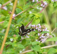 fileadmin/roha/images_galerie/Tiere/Insekten/TIE-SCHMETT-LAND-0005-D-roha-Tier-Schmetterling-Landkaertchen-Araschnia-levana.png