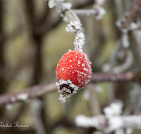 fileadmin/roha/images_galerie/Winter/WINT-HAGEB-0003-D-roha-Winter-Rauhreif-Rose-Hagebutte-rot-kalt.png