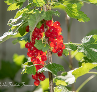 fileadmin/roha/images_galerie/Baum-natur-garten/Gemuese-Garten-Kraeuter-neu/GAR-BEER-JOHANN-0001-02-D-roha-Garten-Beerenobst-Johannisbeeren.png