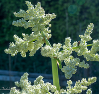 fileadmin/roha/images_galerie/Baum-natur-garten/Gemuese-Garten-Kraeuter-neu/GAR-GEM-0033-02-D-roha-Garten-Gemuese-Rhabarber-Bluete.png