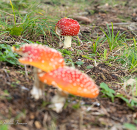 fileadmin/roha/images_galerie/Baum-natur-garten/Natur-Wildblumen-Landschaft/Natur-Pilze/NATUR-PILZ-FLIEG-0009-D-roha-Natur-Wald-Boden-Pilz-Schwammerl-Fliegenpilz.png