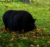 fileadmin/roha/images_galerie/Tiere/Kuh-Schaf-Pferd-Ziege/TIE-SCHWEIN-0003-D-roha-Tiere-Haustier-Schwein-Haengebauchschwein.png