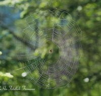 fileadmin/roha/images_galerie/Tiere/TIE-SPIN-0003-D-roha-Tiere-Spinne-Spinnennetz.png