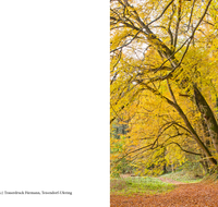 fileadmin/roha/images_trauerdruck/Trauerkarten/Trauerkarte-Weg-Herbst-Hoeglwoerth.png